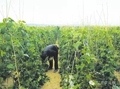 ♨热烈祝贺甘肃农民报创刊65周年武山农民从“不敢想”到“梦成真”