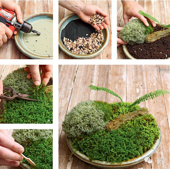 diy苔藓盆景摆件,如何制作木本蕨类植物盆景苔藓球