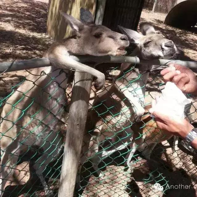 在澳洲租房车,租房车在澳洲