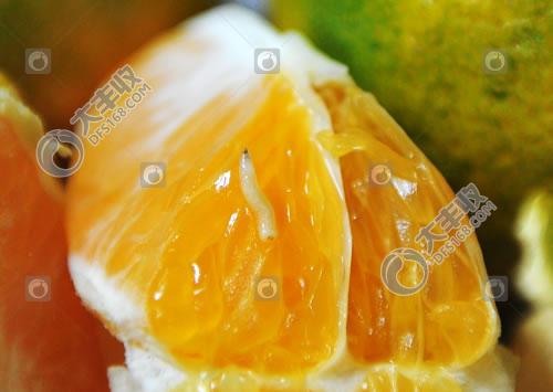 柑橘实蝇怎么发生的,怎样防柑橘里的蛆