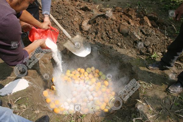 柑橘实蝇怎么发生的,怎样防柑橘里的蛆