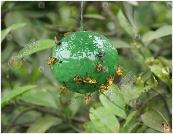 柑橘实蝇怎么发生的,怎样防柑橘里的蛆