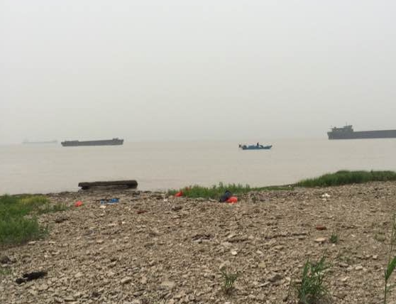 江边抓到一群乌龟,在河里抓的超大的巴西龟