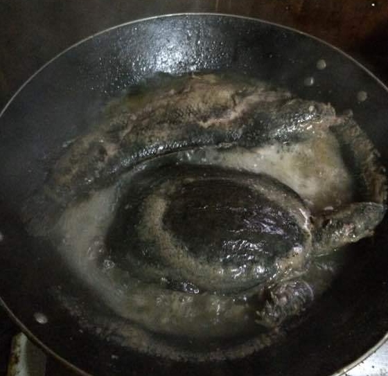 江边抓到一群乌龟,在河里抓的超大的巴西龟