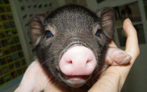 快收藏！猪的十种致命传染病和预防办法！（一）