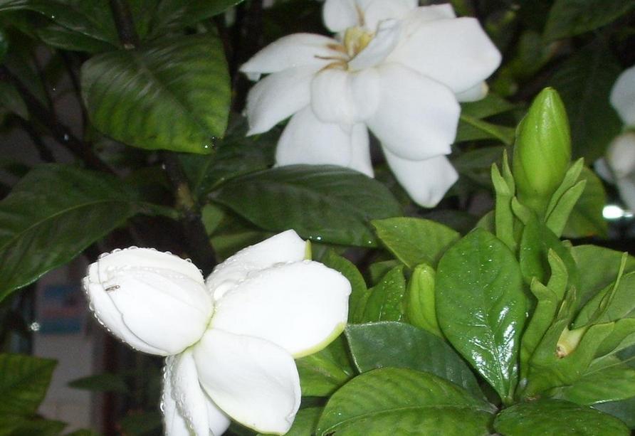 七夕节送栀子花,七夕有栀子花吗