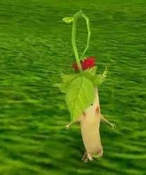 杰尼龟的收服方法,杰尼龟捕捉动画