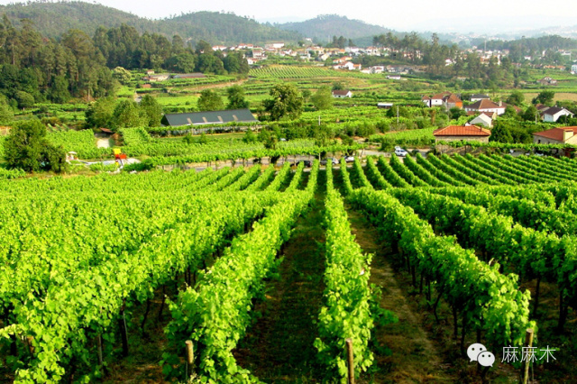 2016葡萄牙夺冠之旅,2016年葡萄牙夺冠之旅