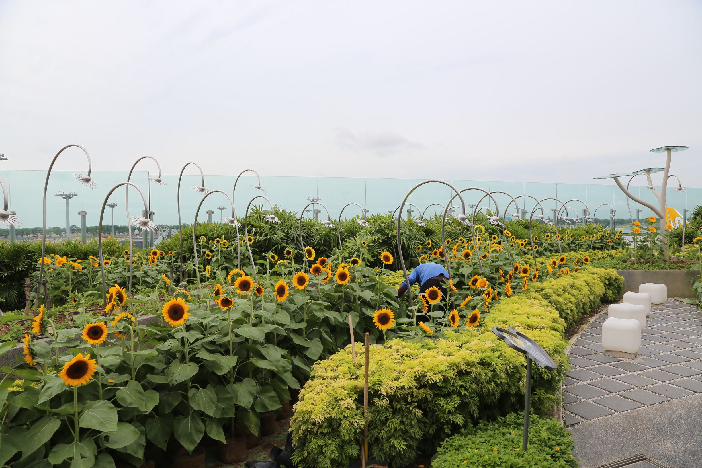 新加坡机场升级攻略超难,新加坡最牛机场