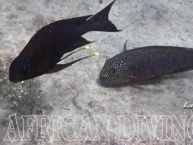 三湖慈鲷观赏视频,三湖慈鲷马鲷和蝴蝶