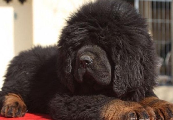 《一万个宠你的方法》爱宠知多少？第十三期：藏獒