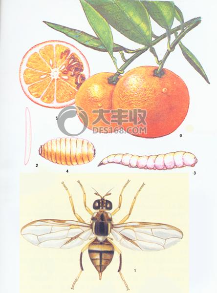 柑橘实蝇怎么发生的,怎样防柑橘里的蛆