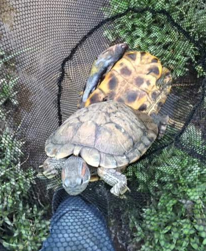 江边抓到一群乌龟,在河里抓的超大的巴西龟