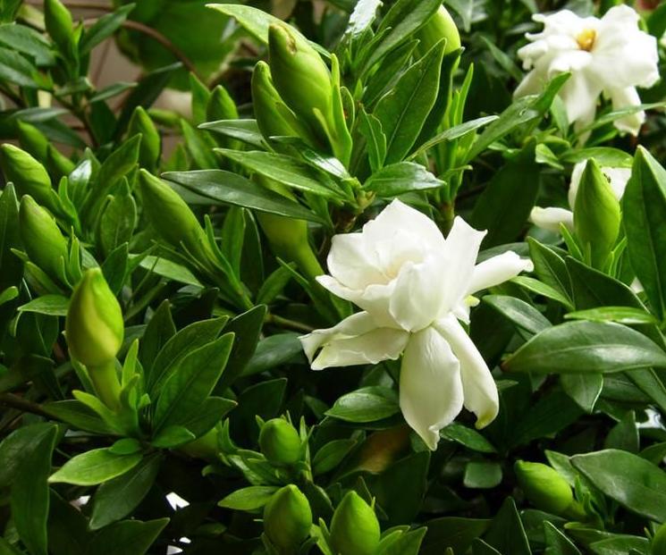 七夕节送栀子花,七夕有栀子花吗