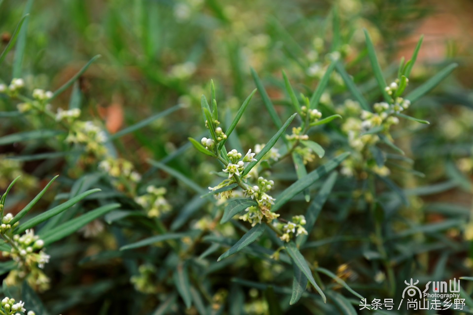 炎炎夏日山中纳凉,炎炎夏日山间小溪带来一丝清凉