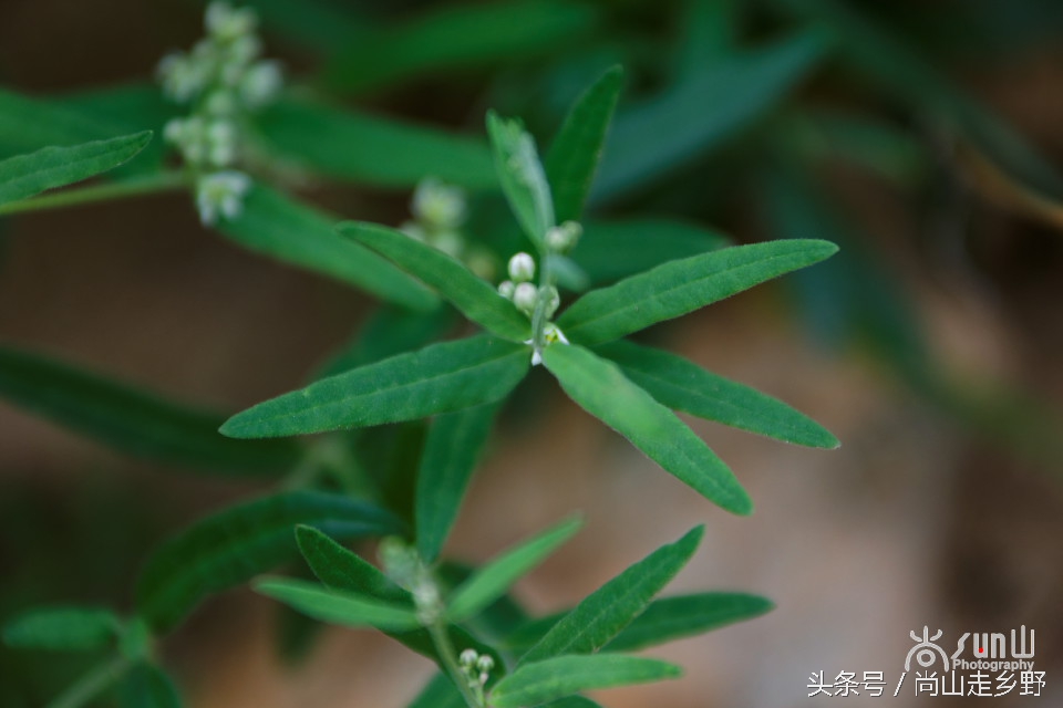 炎炎夏日山中纳凉,炎炎夏日山间小溪带来一丝清凉