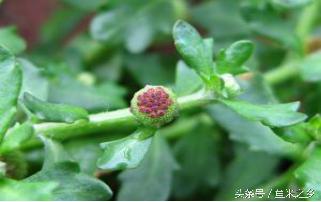 鼻炎用什么土方法效果佳,农村治鼻炎的最佳方法