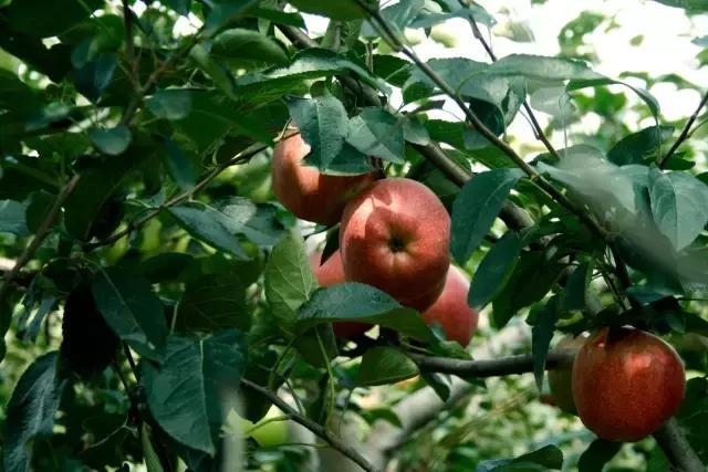 青岛市100个美丽乡村名单,青岛市市级美丽乡村名单