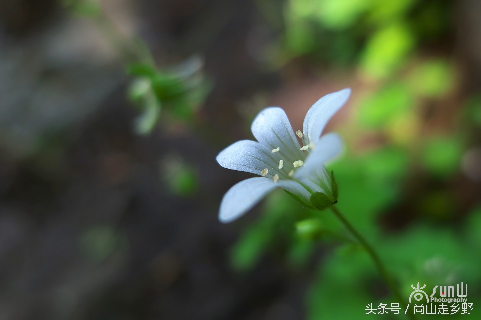 据说这种植物可以来治病英语,一种草对荨麻疹有特效