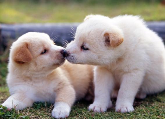 狗狗身上起了一个肉球而且又瘦,狗狗肚子里有个硬肉球