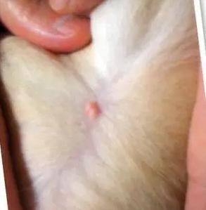 狗狗身上起了一个肉球而且又瘦,狗狗肚子里有个硬肉球