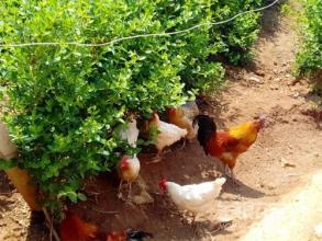 马云在农村做电商怎么样,马云农村电商计划怎么样了