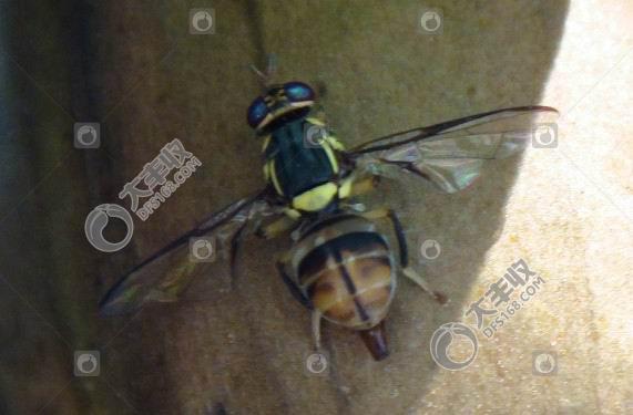 柑橘实蝇怎么发生的,怎样防柑橘里的蛆