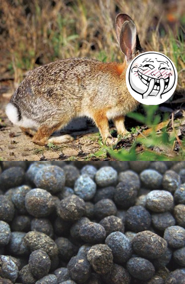 这些屎你曾吃过吗？