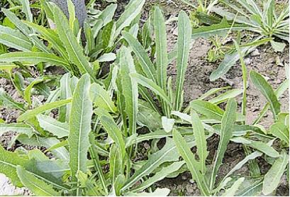 大家抢疯了，听说它对女人非常好