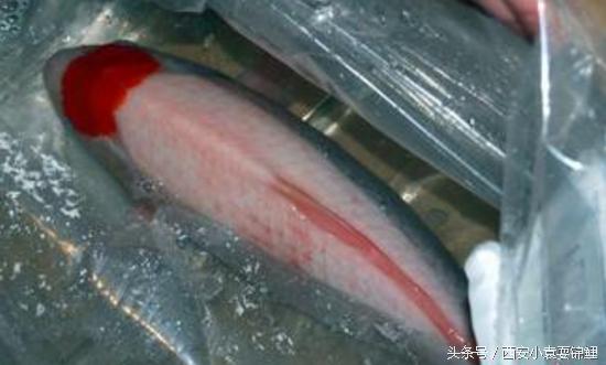 刚买的锦鲤眼睛发红正常吗,锦鲤充血是什么症状啊