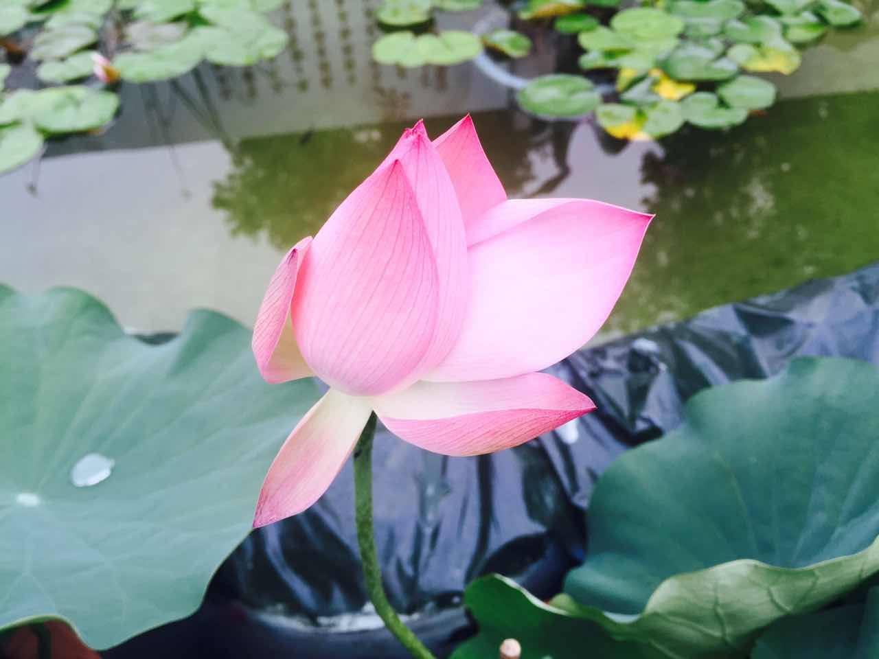 吃藕吃苦瓜,藕和莲菜