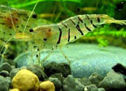 观赏虾十大入门级,观赏虾最漂亮的一种