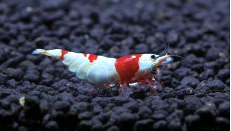 观赏虾十大入门级,观赏虾最漂亮的一种