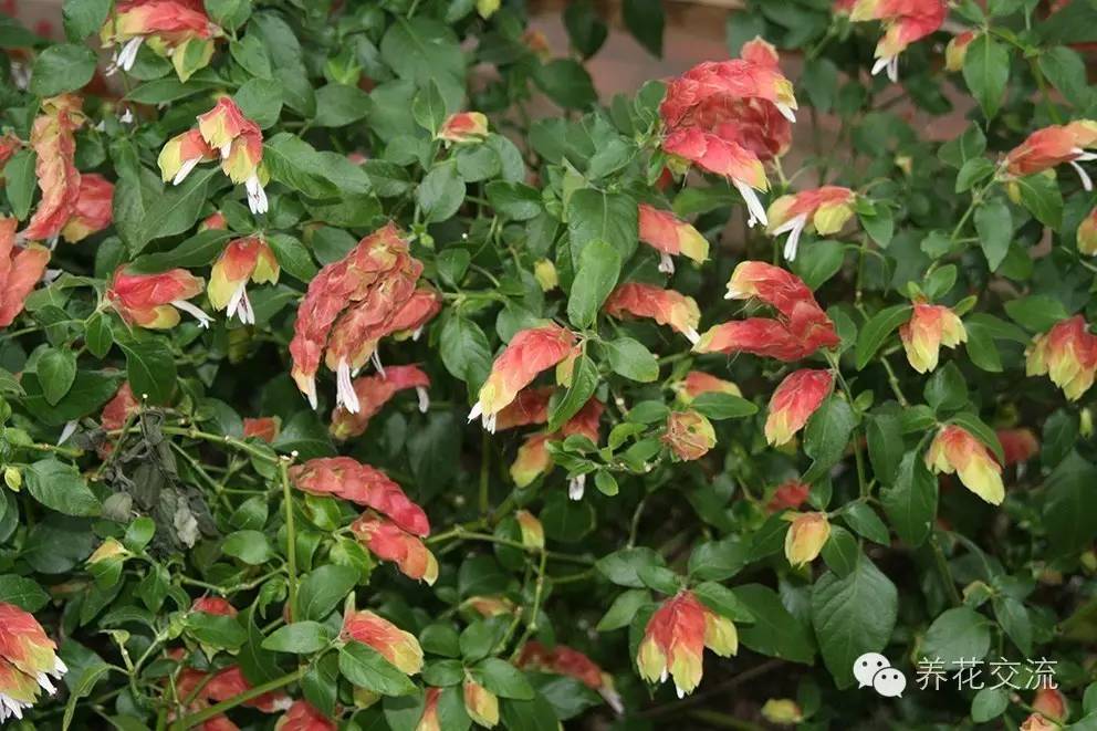 20种常见植物,常见的热带植物盆栽