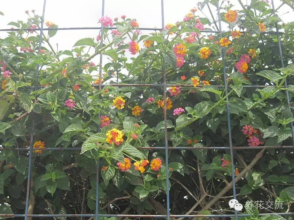 20种常见植物,常见的热带植物盆栽