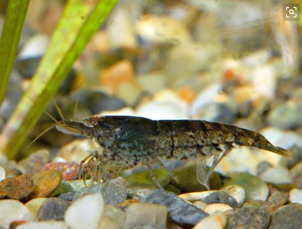 观赏虾十大入门级,观赏虾最漂亮的一种