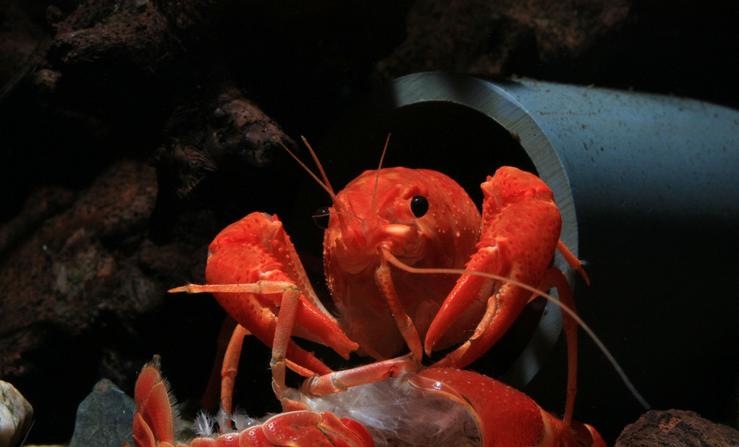 观赏虾十大入门级,观赏虾最漂亮的一种