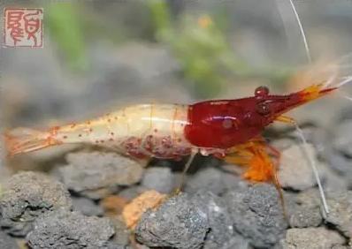 观赏虾十大入门级,观赏虾最漂亮的一种