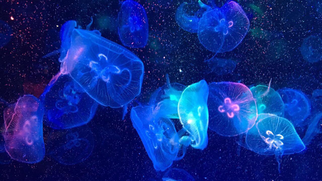 水母死后会变成水不留痕迹,水母死后真的会变成一滩水吗