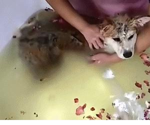 狗狗spa浴缸正确使用方法,自己在家给狗狗做spa