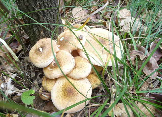 东北三宝有哪几宝,东北四宝的特产