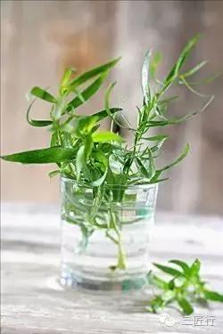 西餐里的那些“杂草”都是啥？一篇文章带你认识香草