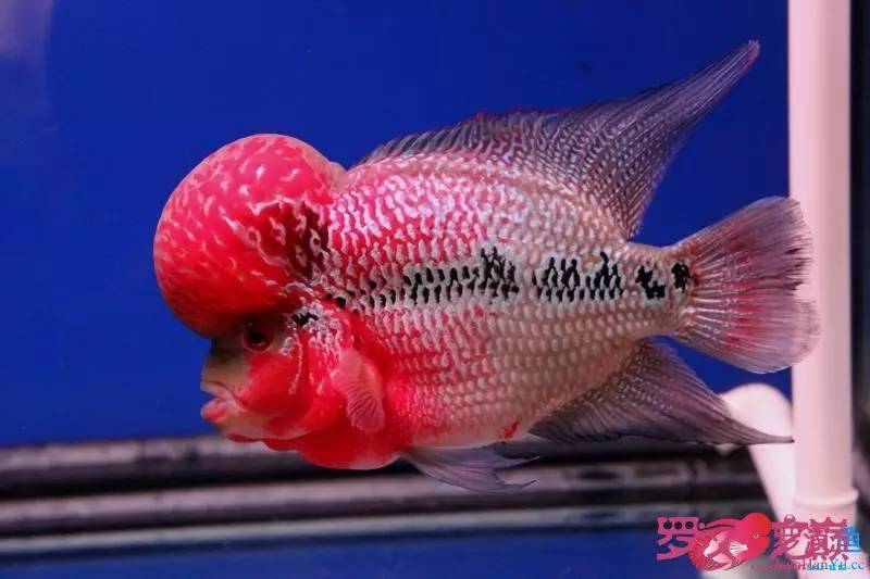 罗汉鱼烧尾用什么药好,罗汉鱼烧尾恢复过程