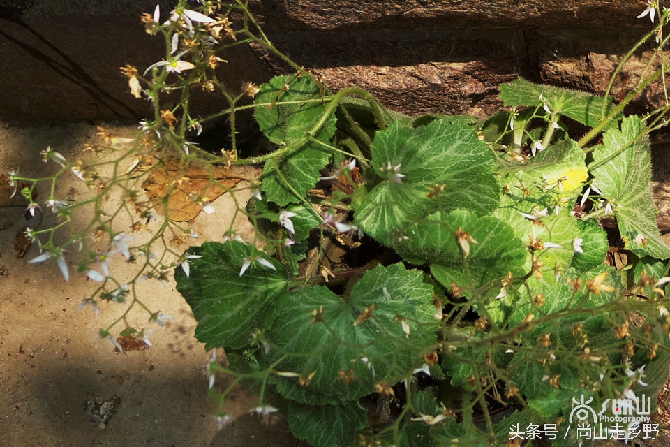 据说这种植物可以来治病英语,一种草对荨麻疹有特效