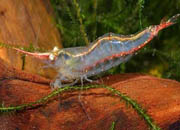 观赏虾十大入门级,观赏虾最漂亮的一种