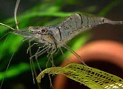 观赏虾十大入门级,观赏虾最漂亮的一种