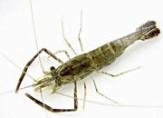 观赏虾十大入门级,观赏虾最漂亮的一种