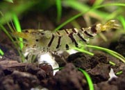 观赏虾十大入门级,观赏虾最漂亮的一种