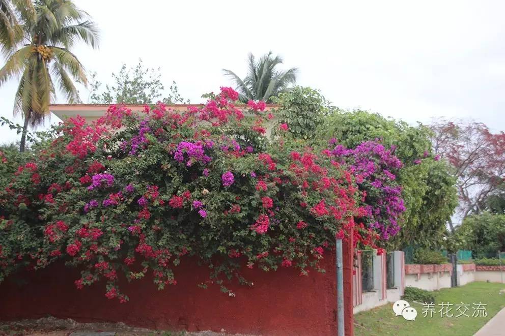 20种常见植物,常见的热带植物盆栽