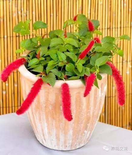 20种常见植物,常见的热带植物盆栽